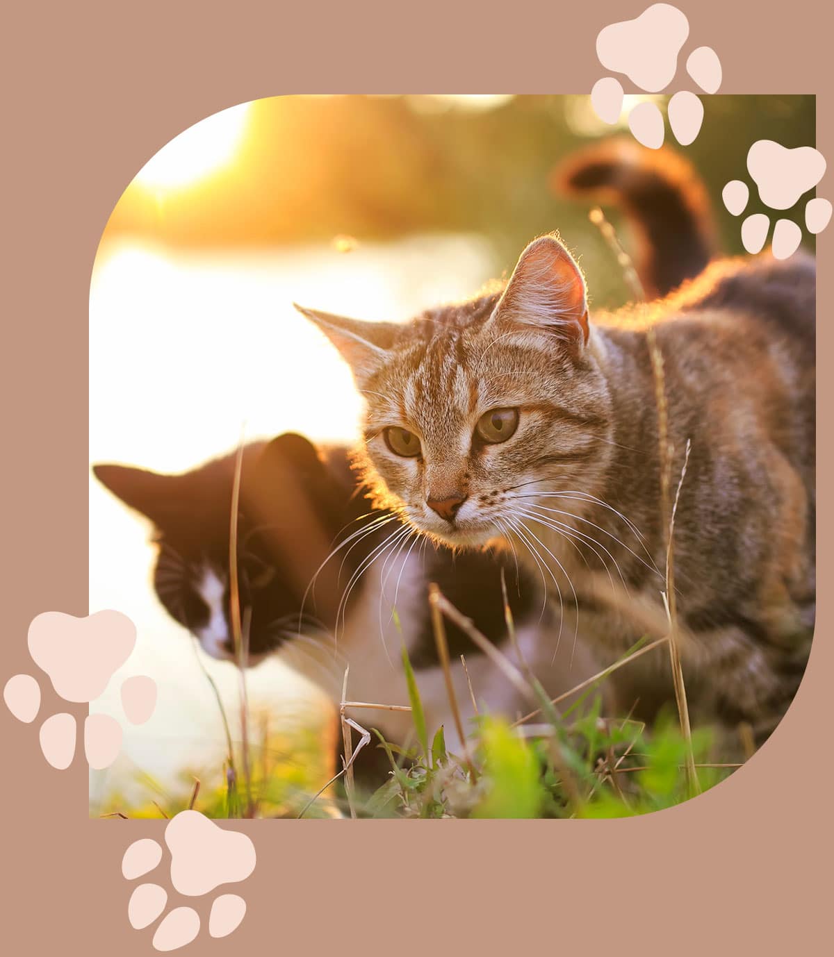 Cats happy and healthy after their owner got a pet care plan with Embrace Vet Care