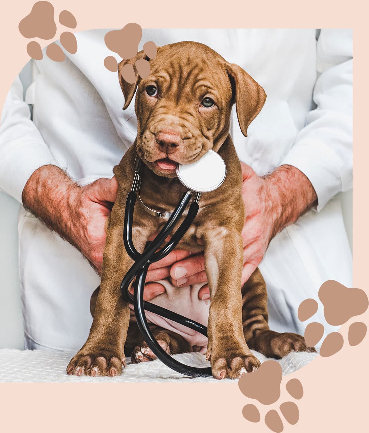Dog at his preventative care visit after getting a Pet Wellness Plan in Centerton AR