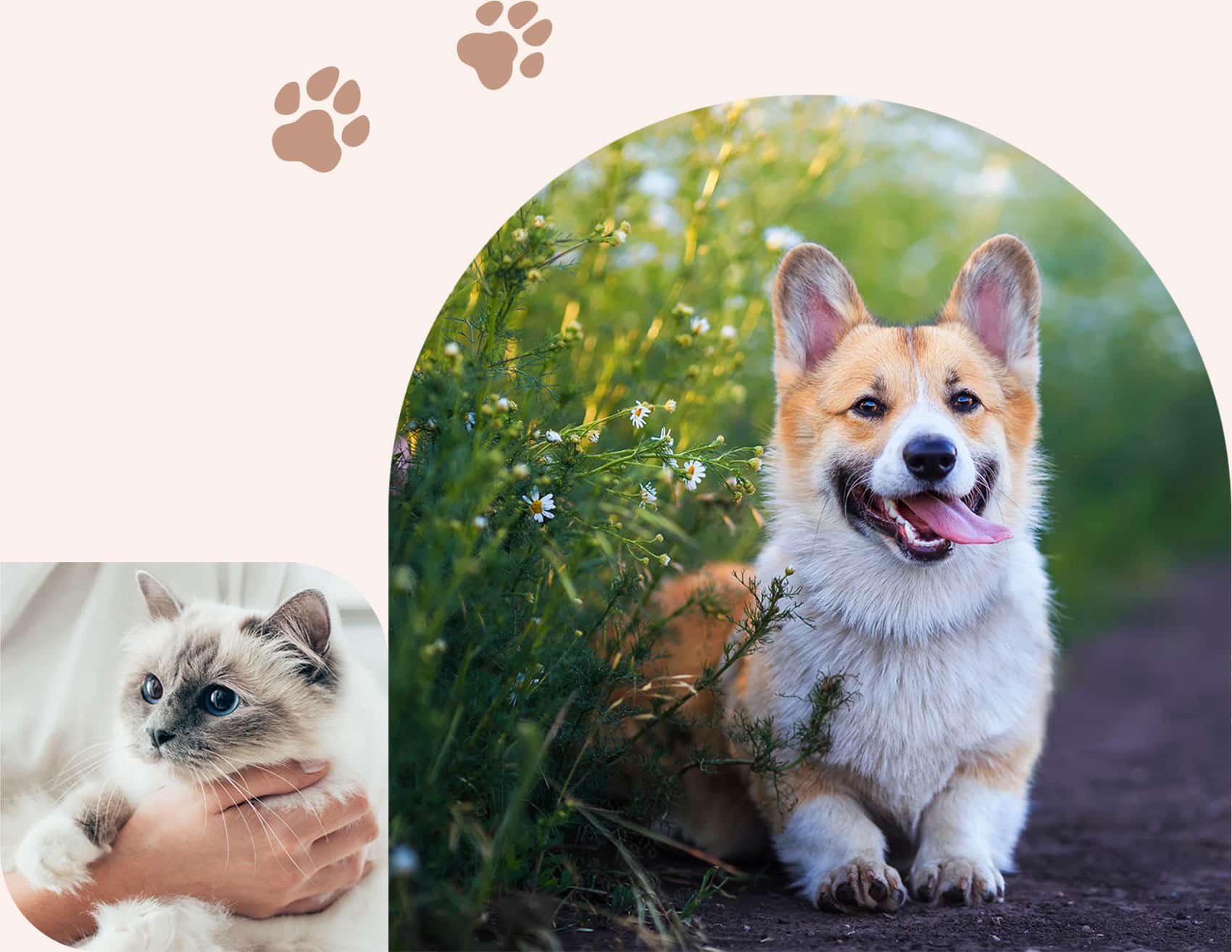 Pets being taken care of with a veterinary wellness plan in Centerton AR