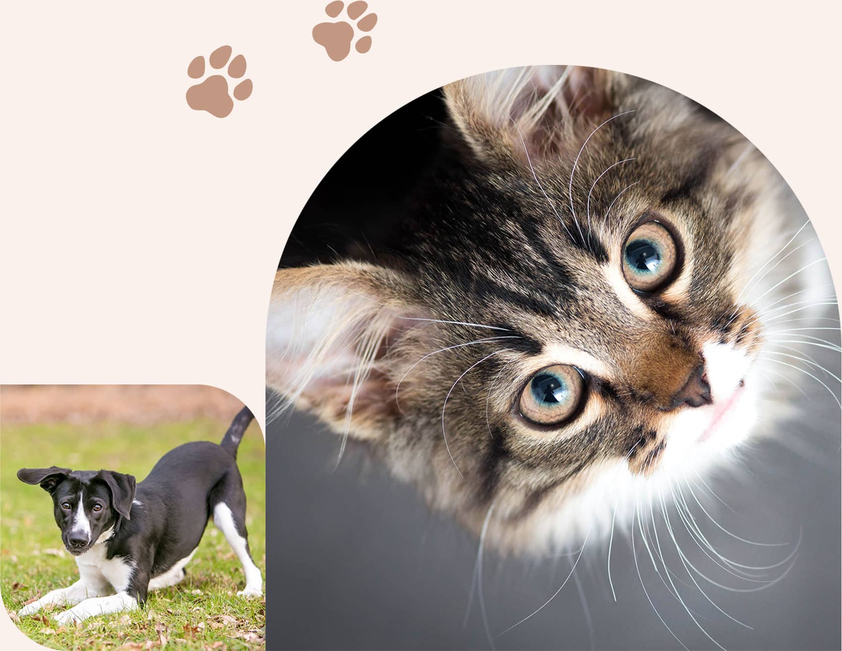 Cat and dog recieve behavioral counseling in Centerton AR