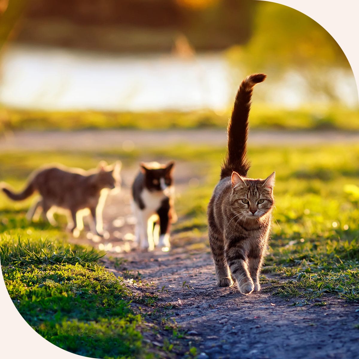 Cats learning new behavior techniques with a veterinary behaviorist in Centerton