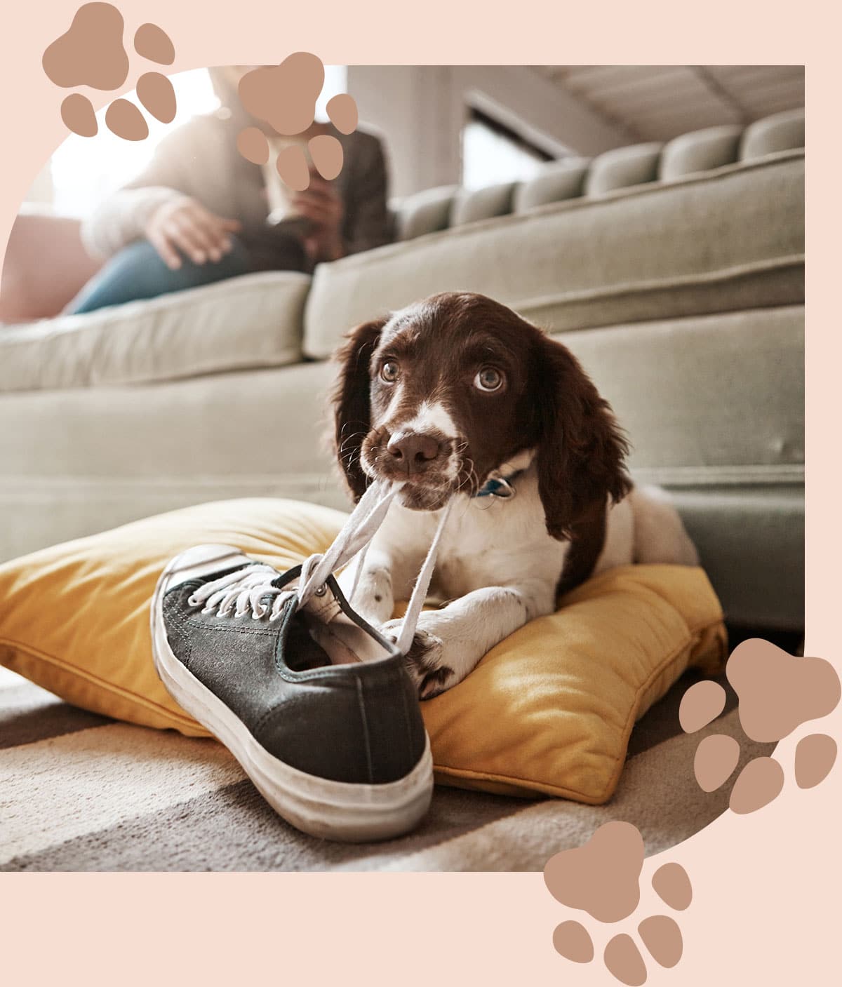 Dog chewing on a shoe before a behavioral consultation With Dr. Jernigan