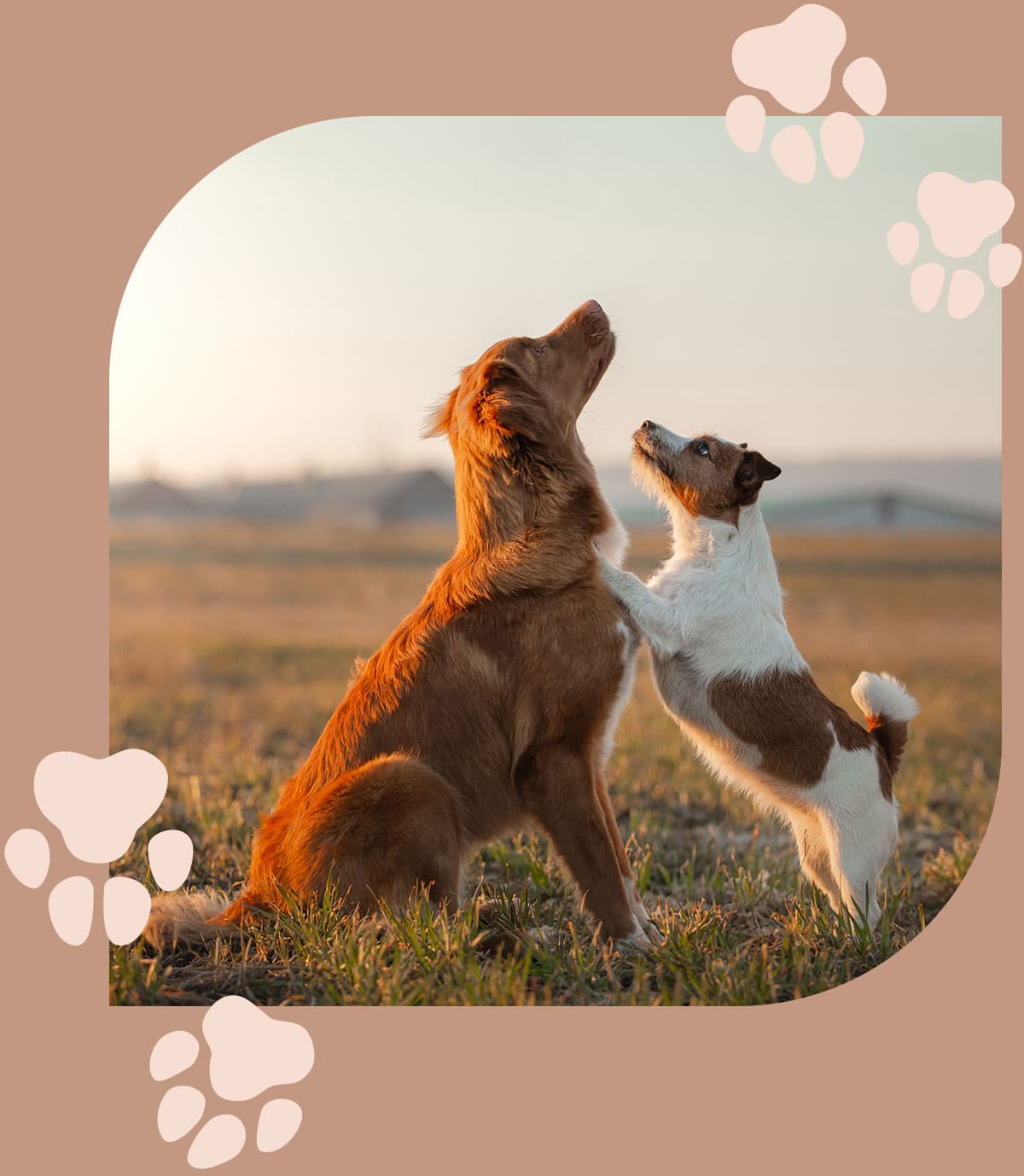 Dog play together after professional behavioral counsing at Embrace Vet Care