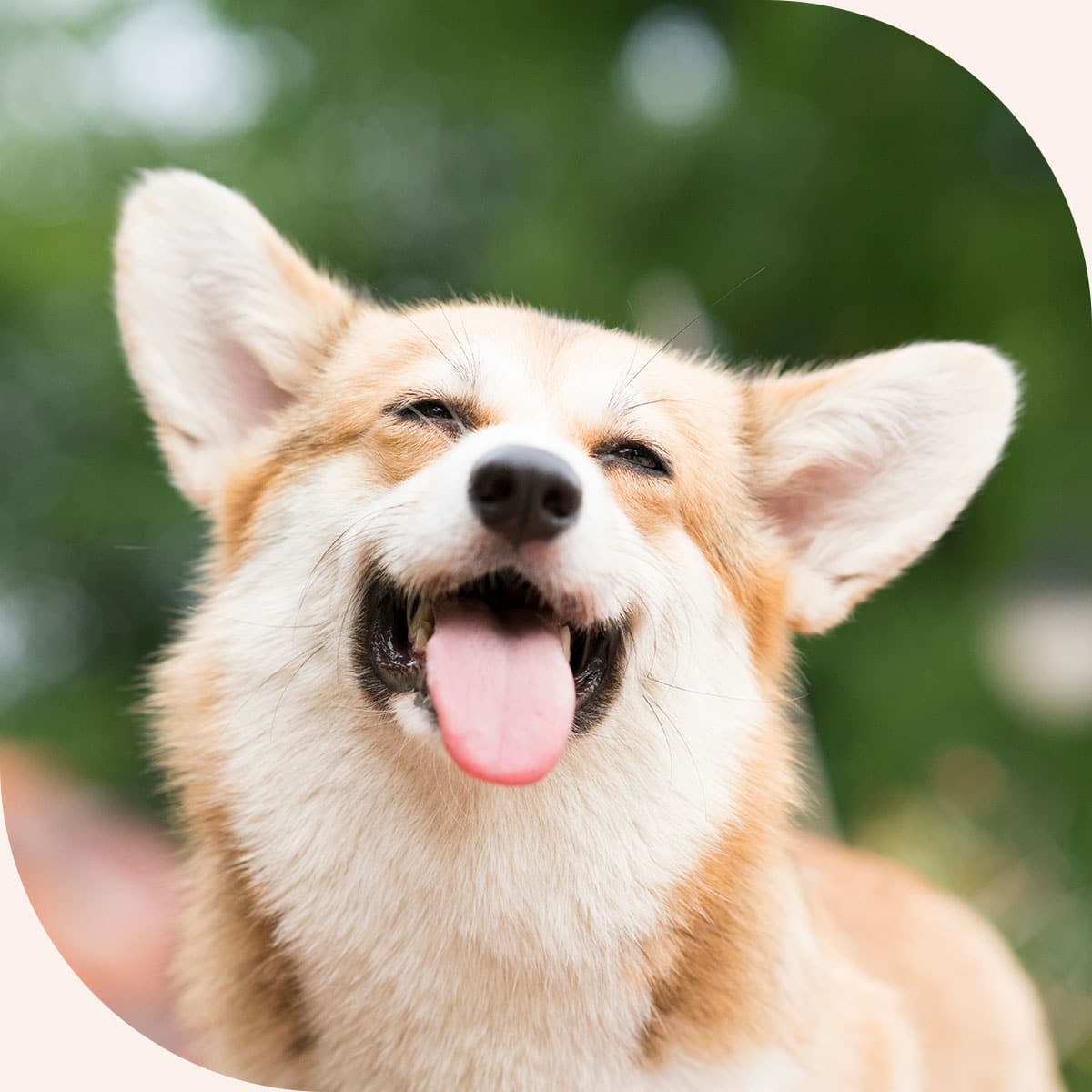 Dog smiling after geting a diagnostic check up in Centerton AR
