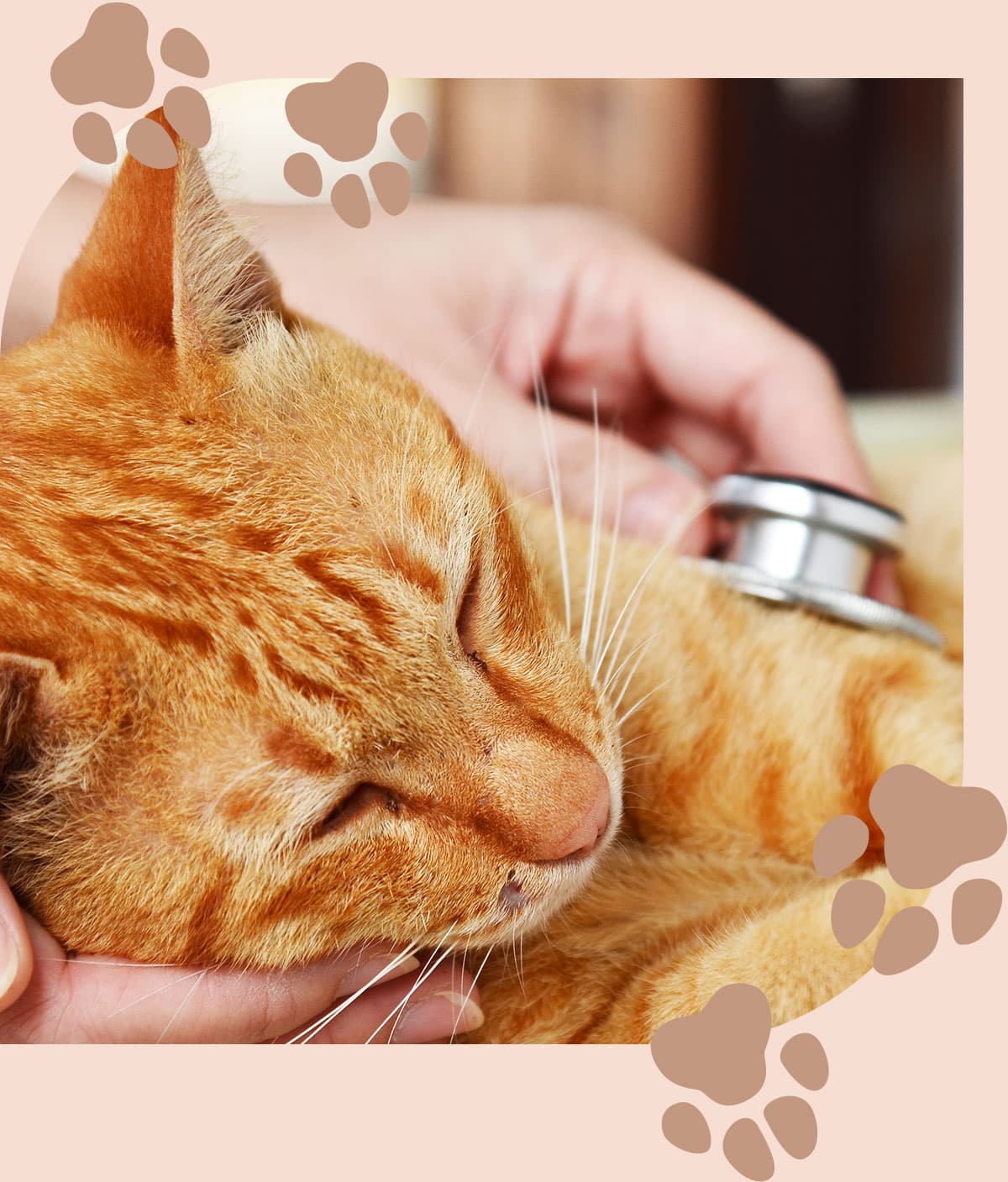 Cat getting a diagnosis at Embrace Vet Care in Centeron