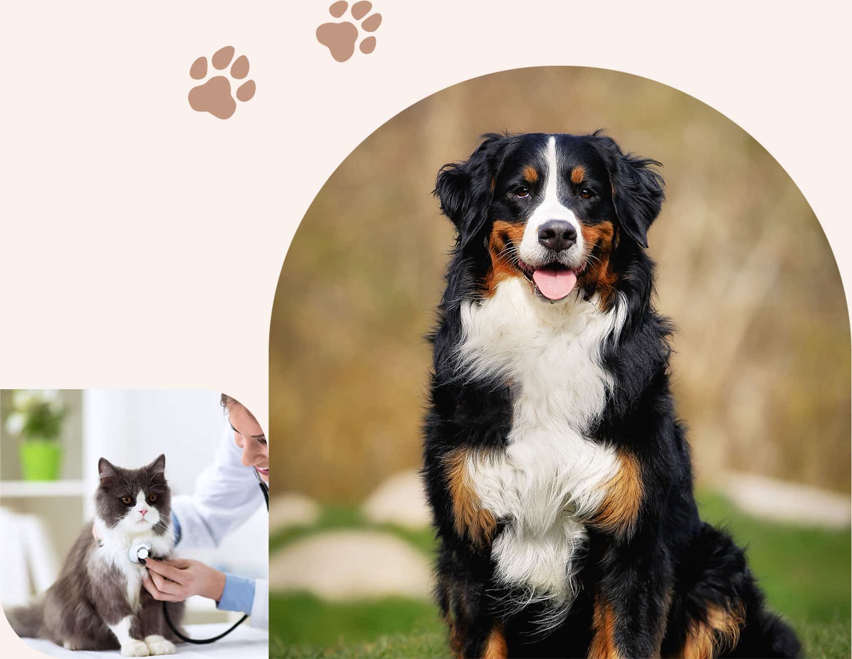 Cat at a veterinary checkup in Centerton AR