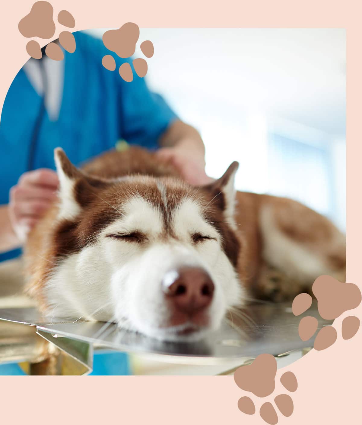 Dog happy and sleepy at a routine veterianry exam with Dr. Jernigan in Centerton
