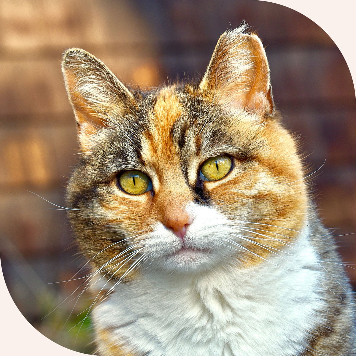 Cat happy to be healthy after a pet checkup in AR