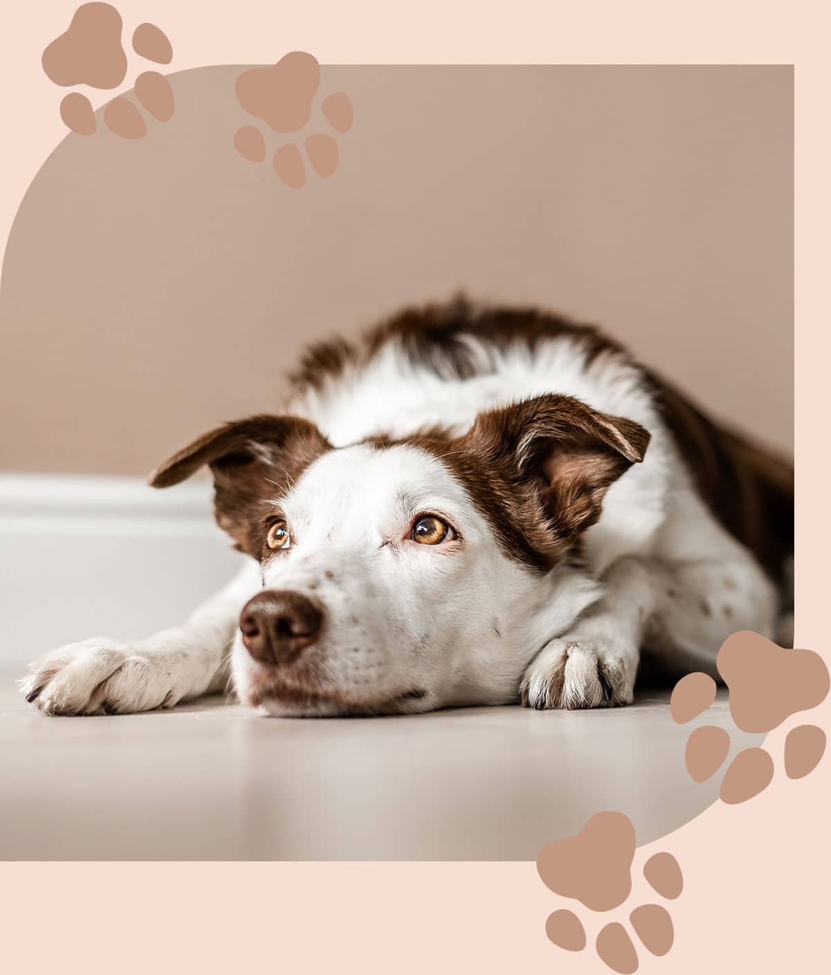 Dog headed to a vaccine appointment in Centerton AR