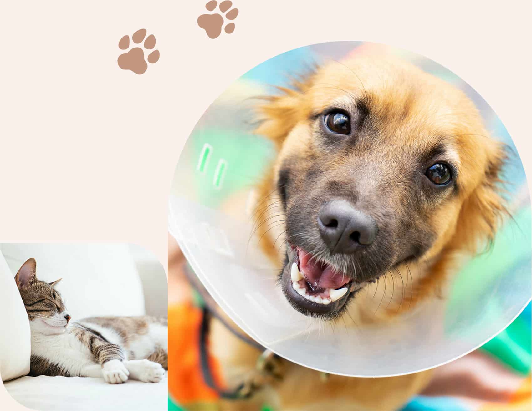 Dog smiling in his cone after spay/neuter surgery in Centerton AR