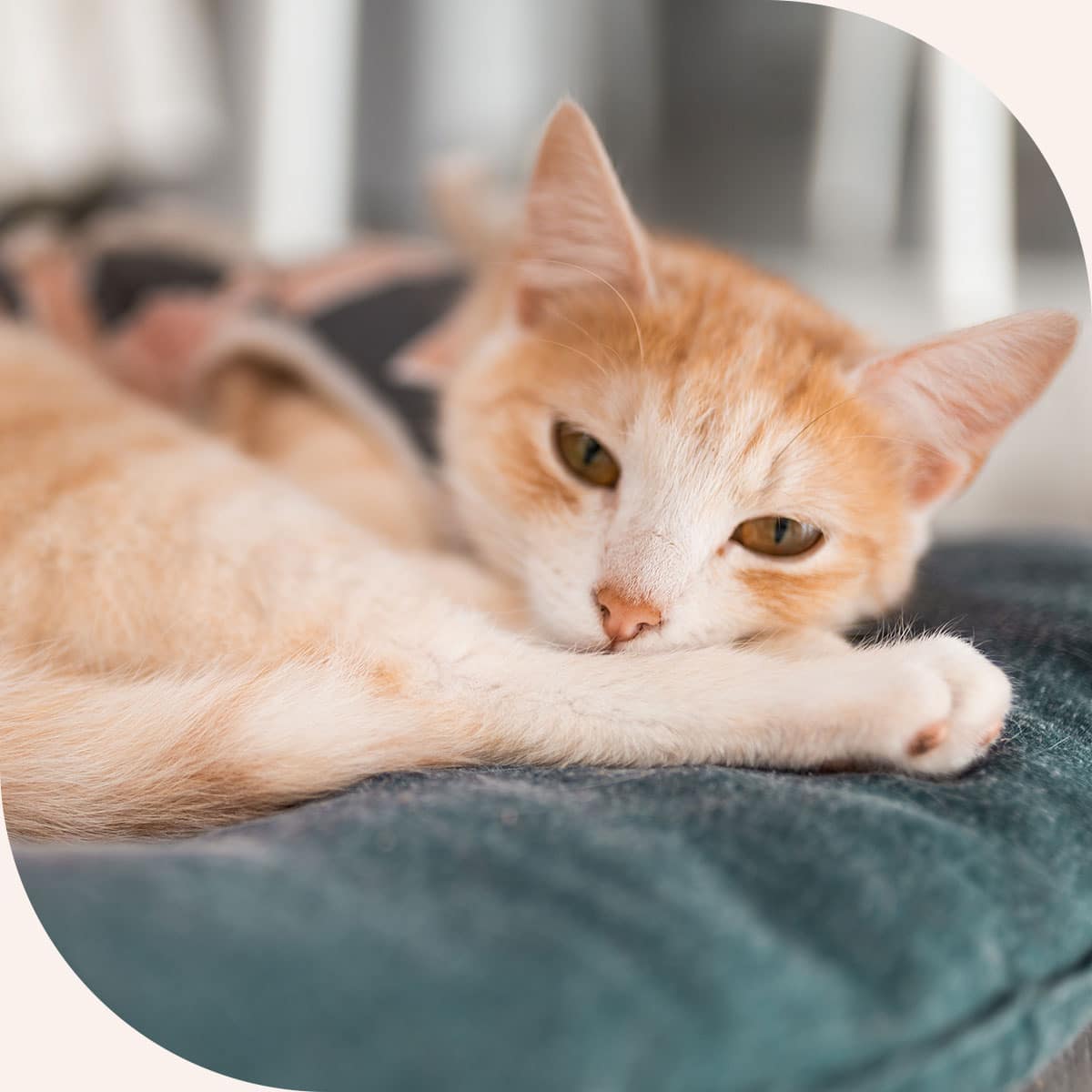 Cat after spay and neuter in Centerton