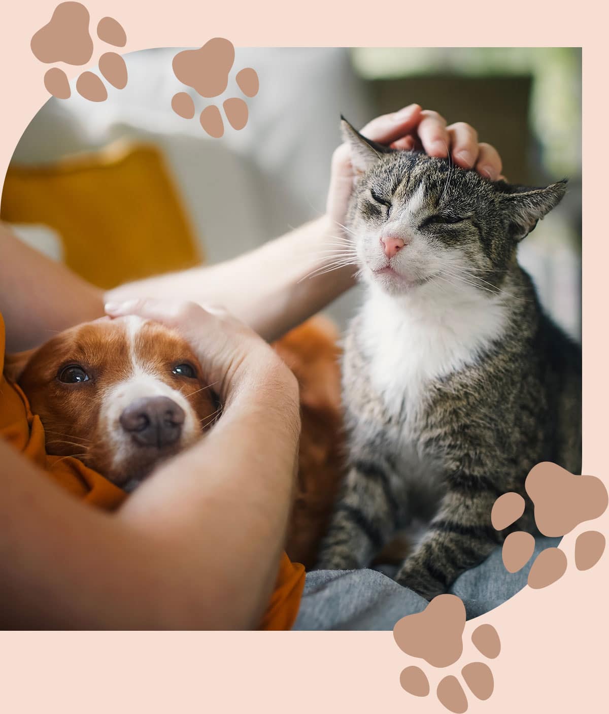 Dog and cat snuggle with owner before spay and neuter services at Embrace Vet Care