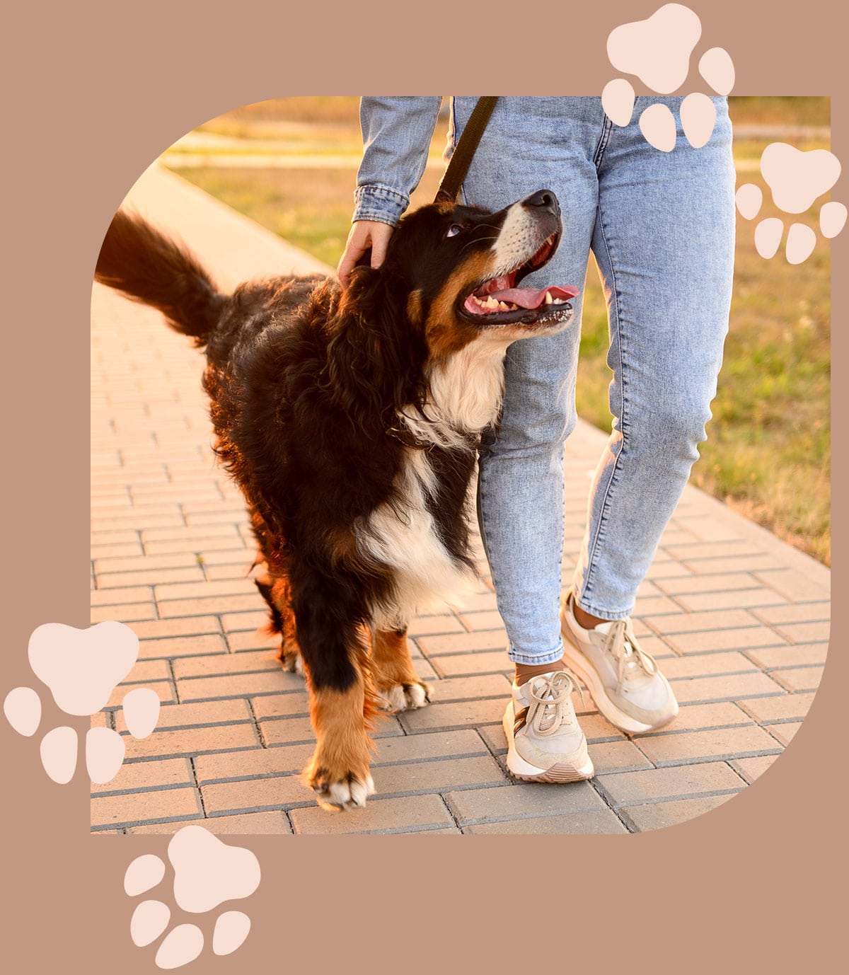 Happy and healthy dog on a walk with her owner in Centerton AR
