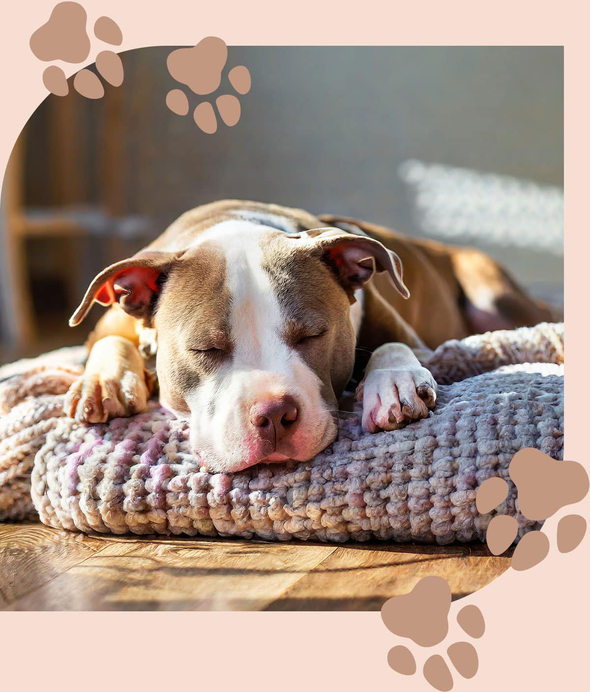 Dog sleeping after a veterinary dental care exam in Centerton