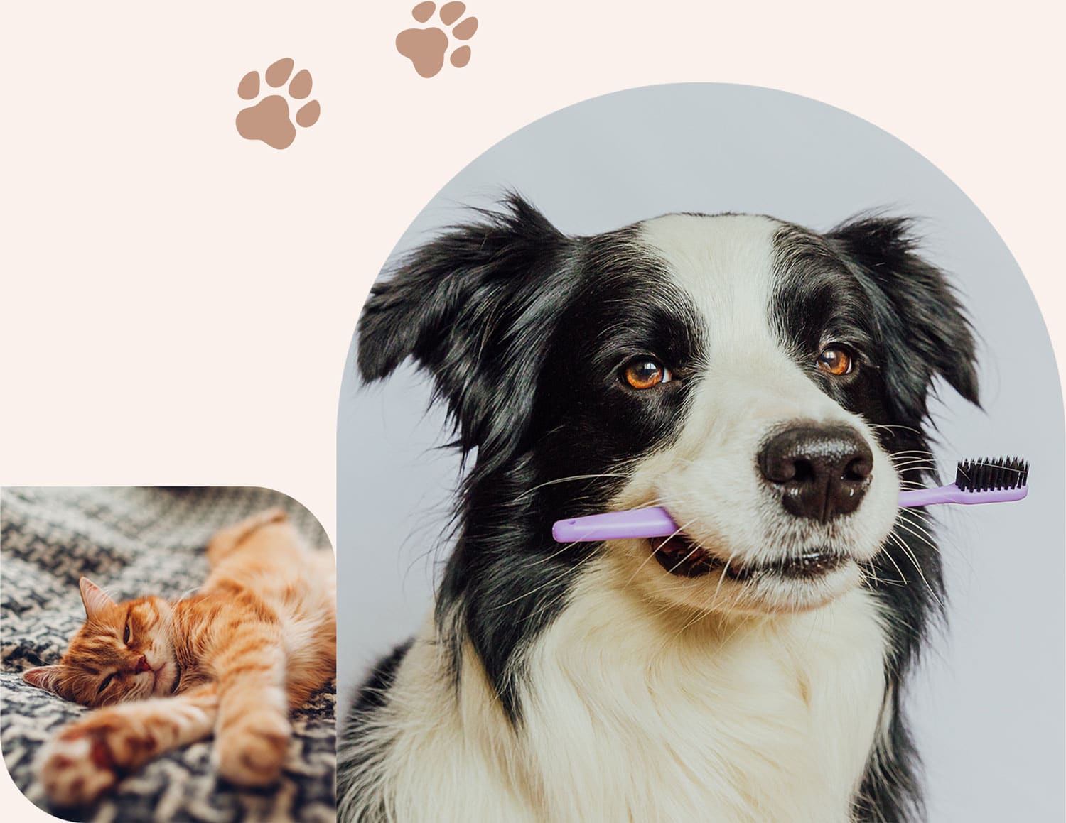 Dog holding a toothbrush at a dental appointment in Centerton AR