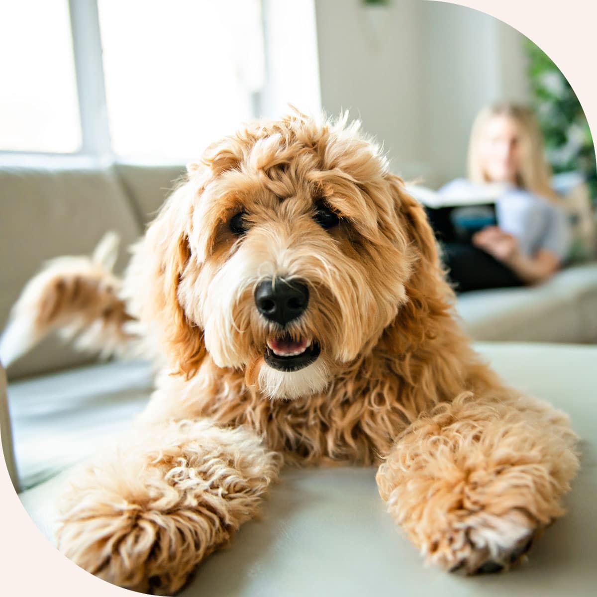 Owner gets results of her dogs labwork in Centerton