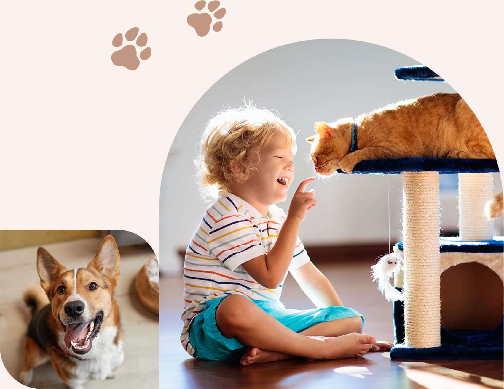 Child plays with cat after a digital x-ray appointment in Centerton AR