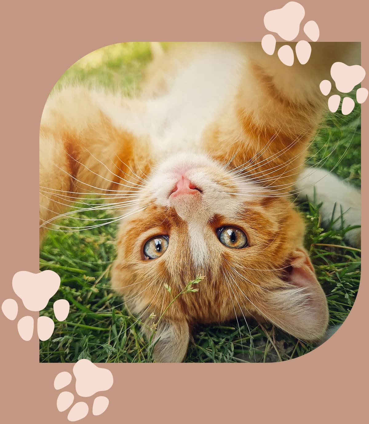 Cat plays with the camera in Centerton AR