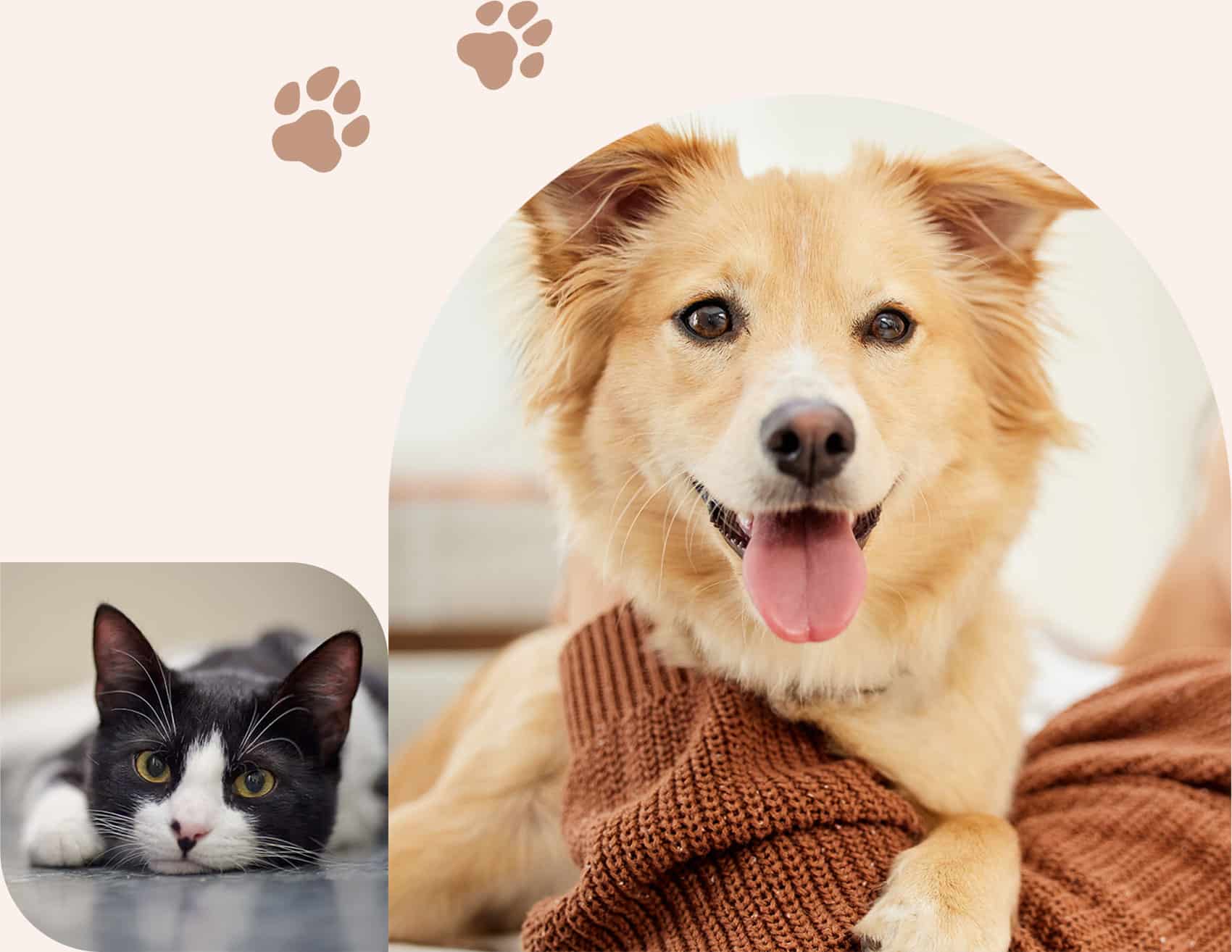 Pets ready for an ultrasound at the vet in Centerton AR