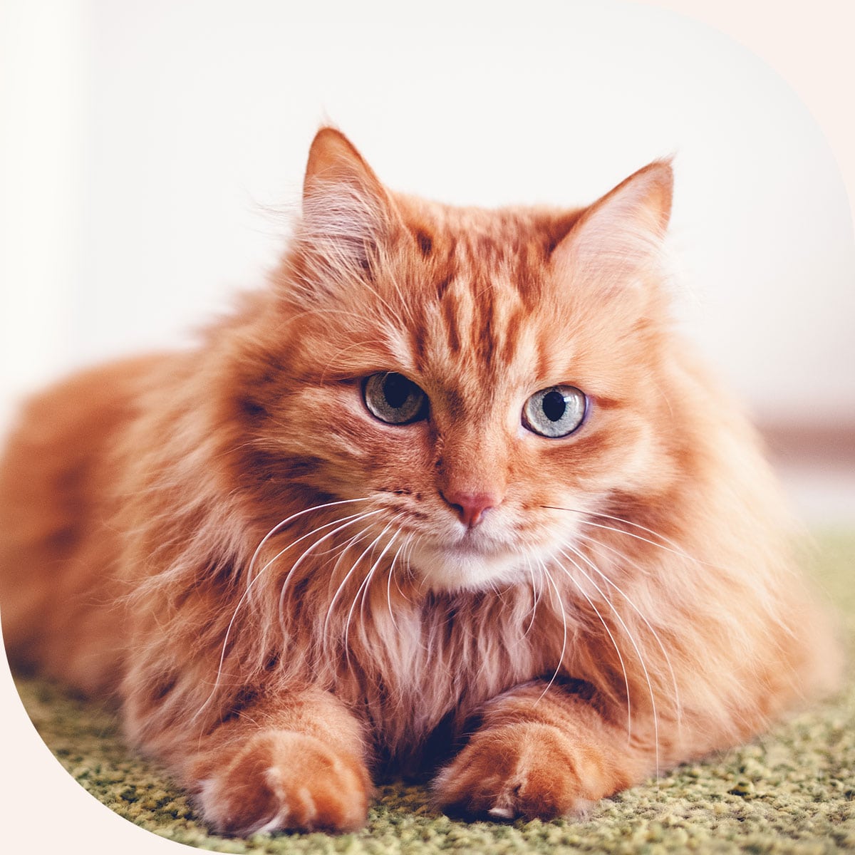 Pregnant cat in need of a veterinary ultrasound in AR