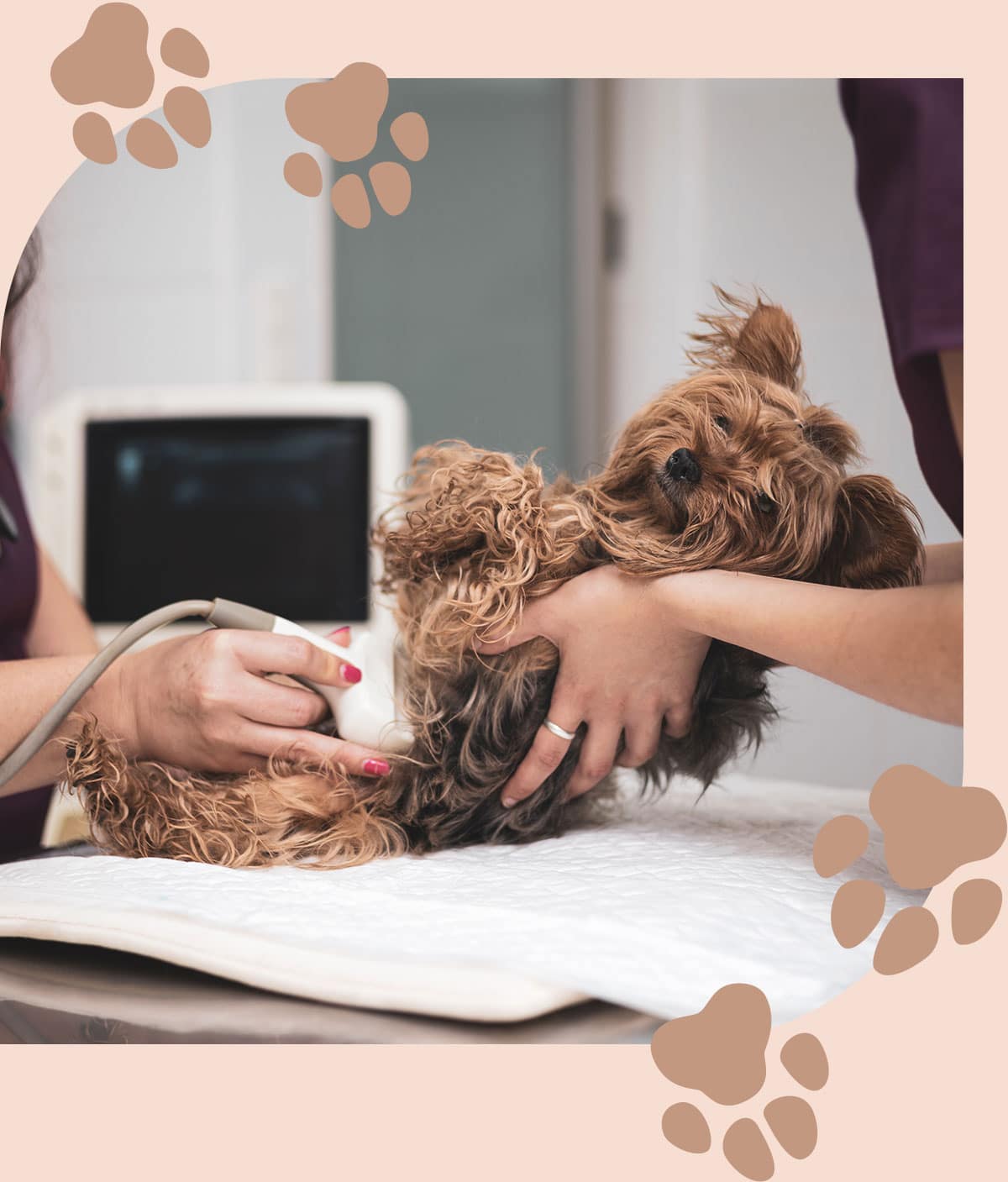 Dog recieves an pet ultrasound in Centerton