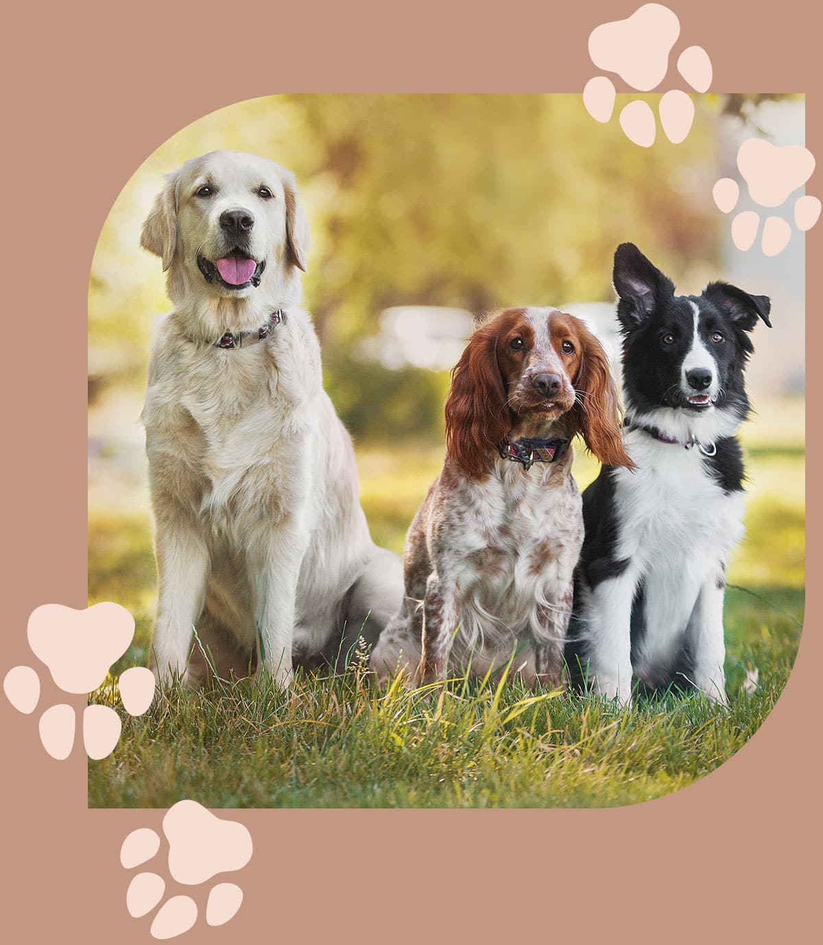 Dogs play happy and healthy in Centerton AR