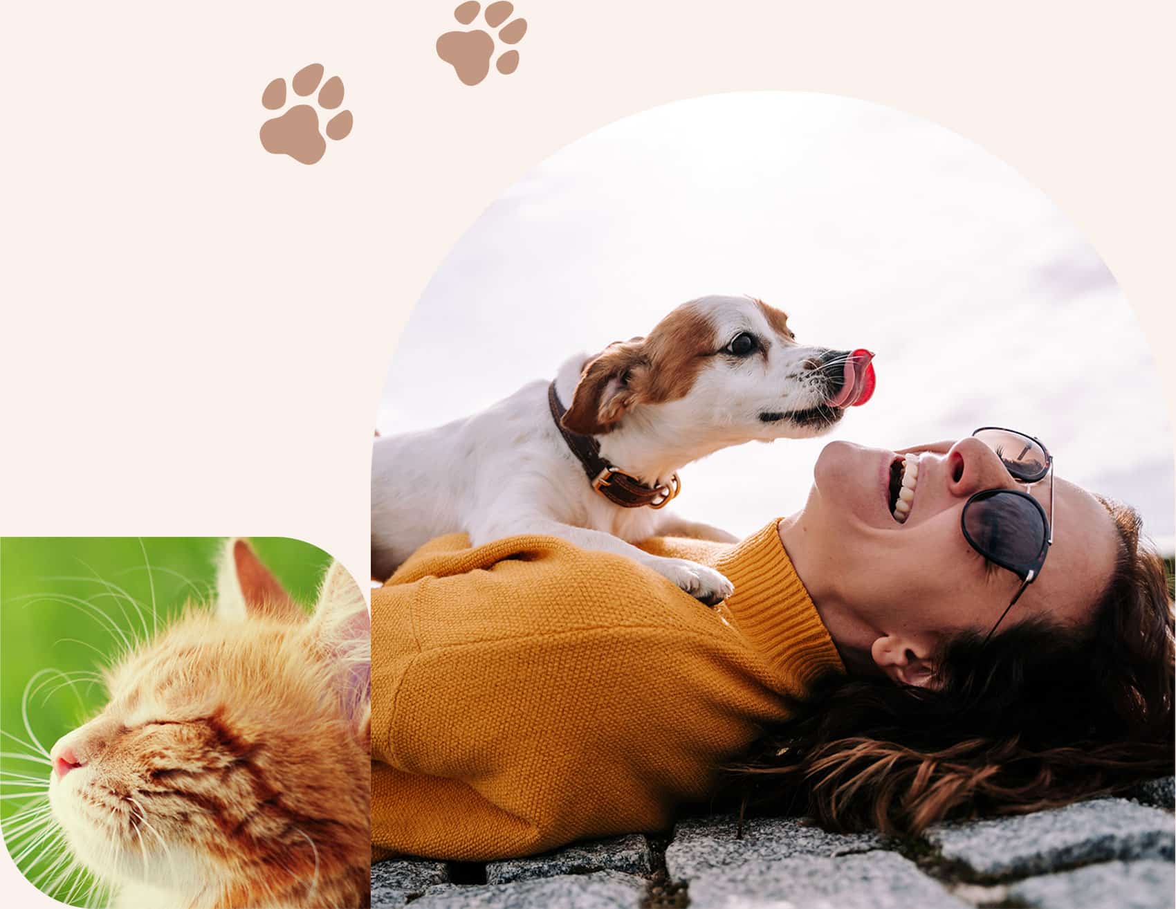 Veterinary anesthesia services at Embrave Vet Care in Centerton AR