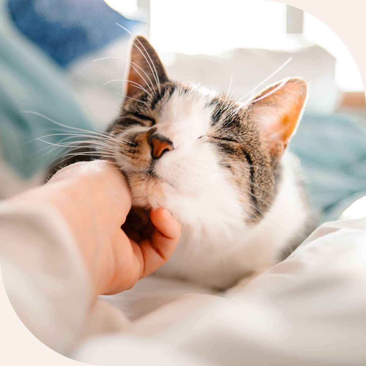 Cat sleepy after a surgery with pet anesthesia in Centerton