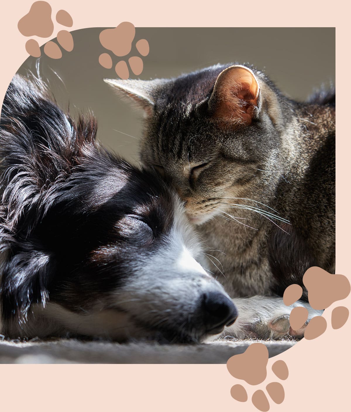 Dog and cat sleep together after a anesthesia appointment