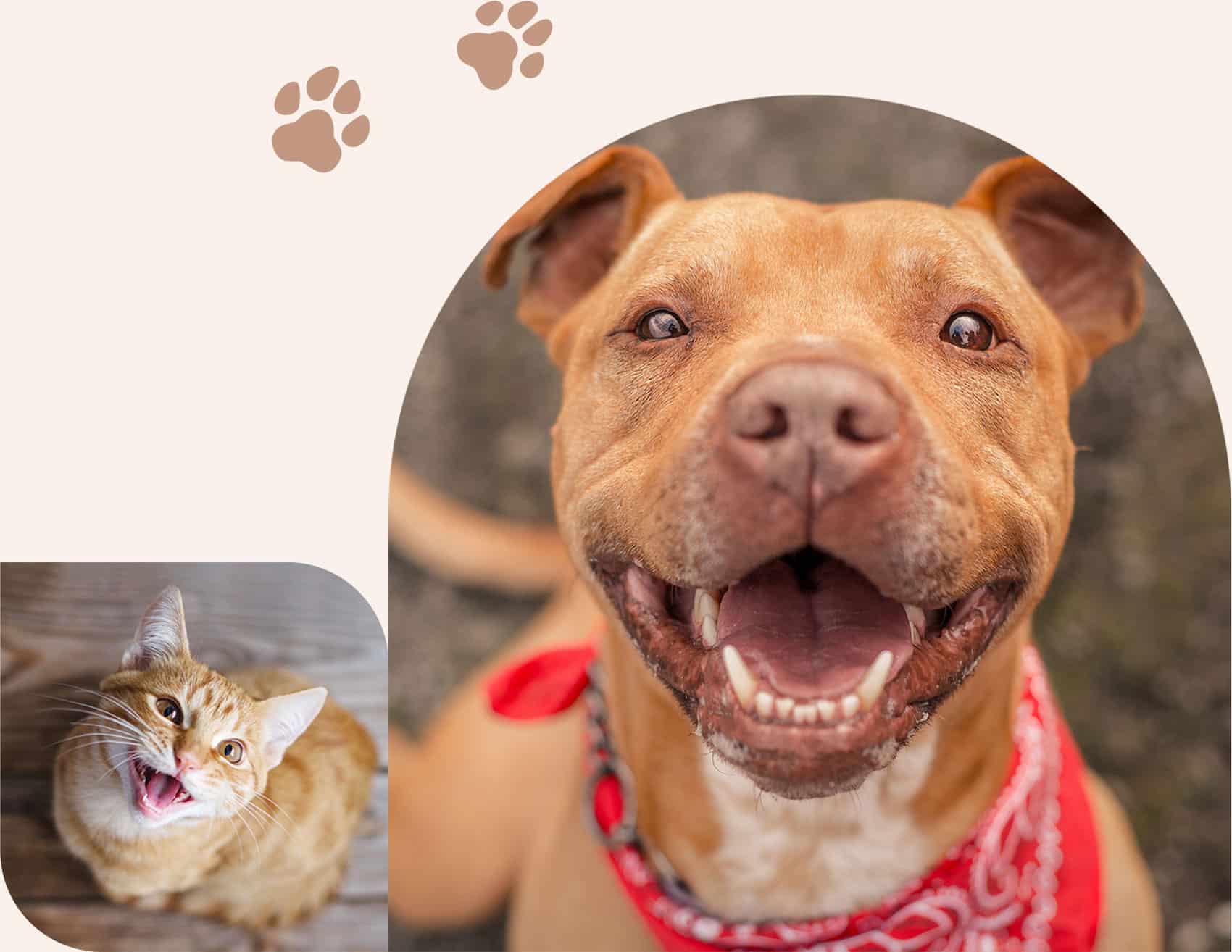 Pets with bright healthy smiles after veterinary dental exams in Centerton AR