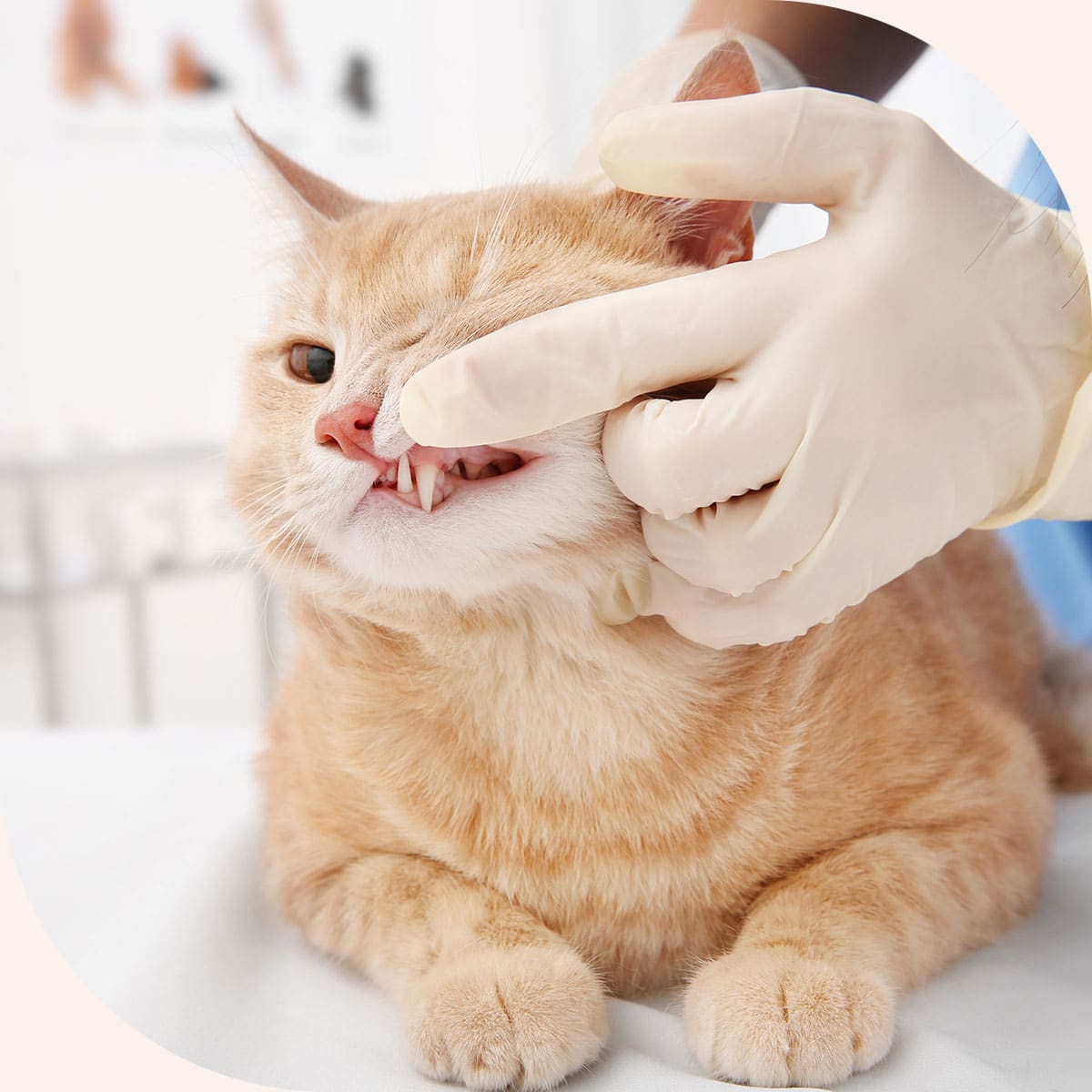 Cat recieves a dental exam at Embrace Vet Care in Centerton
