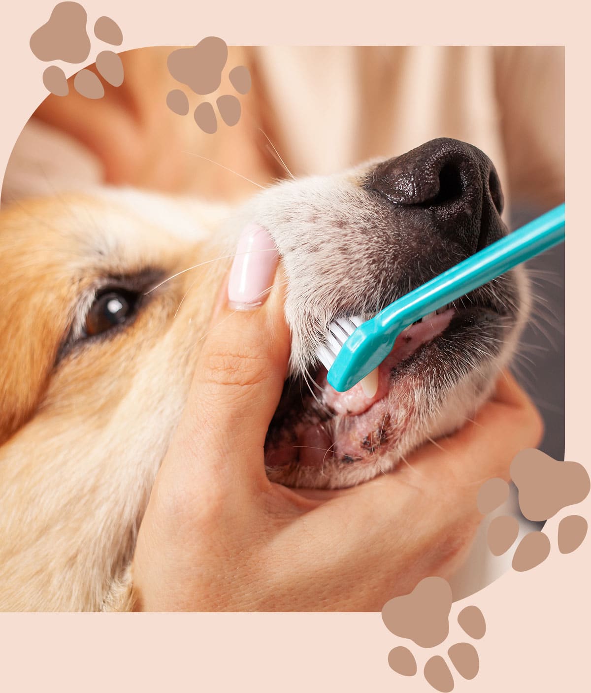 Dog gets a teeth cleaning in Centerton AR