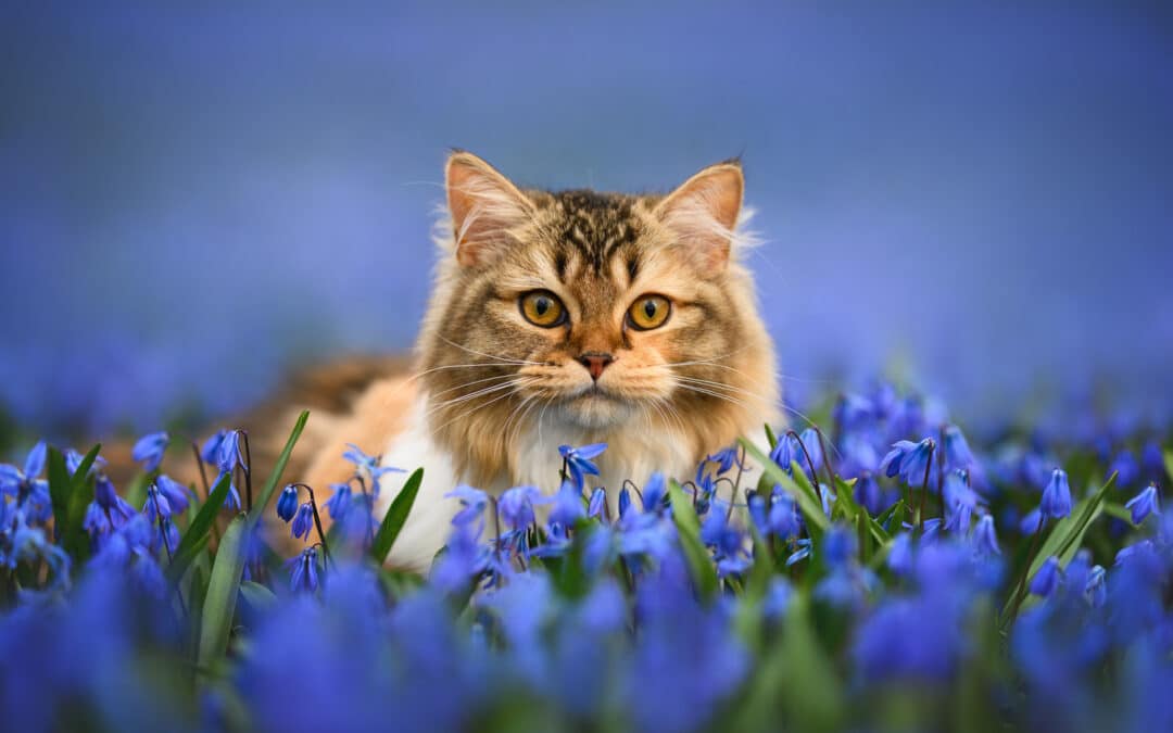 What to Expect During Your Pet’s First Vet Visit in Centerton, AR