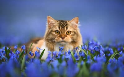 What to Expect During Your Pet’s First Vet Visit in Centerton, AR