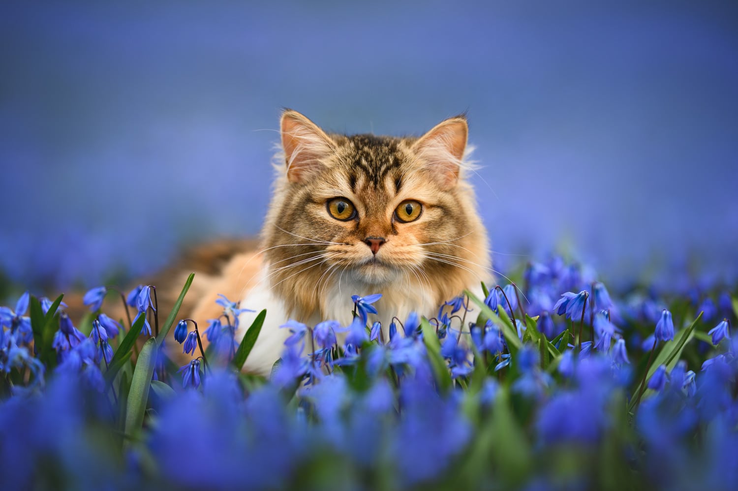 AdobeStock_593192468 v2 Cat plays ing the flowers on the way to their First Vet Visit in Centerton, AR