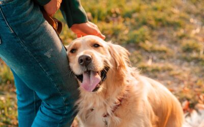 How Often Should Dogs and Cats Have Routine Wellness Exams?