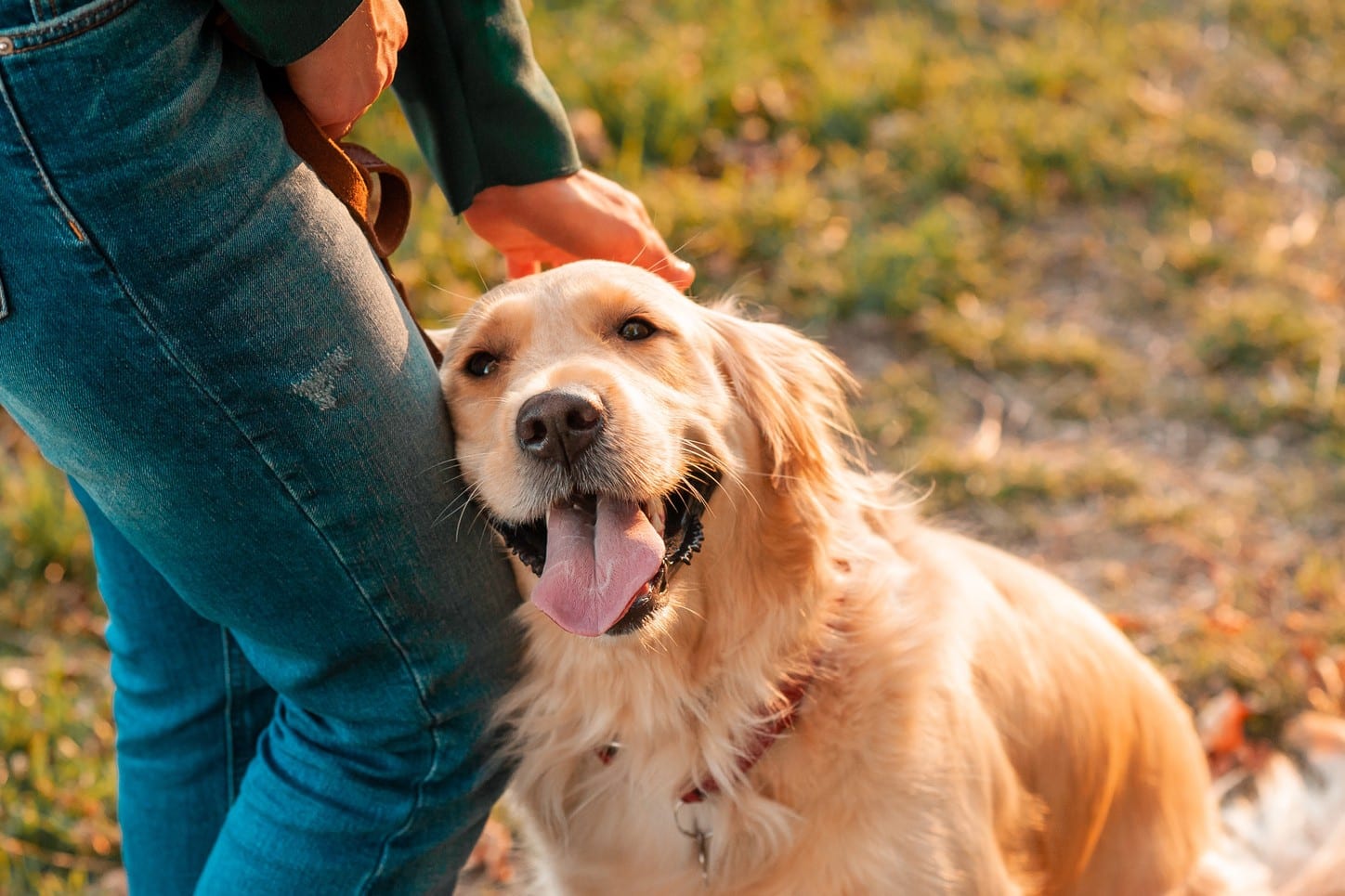 Dog smiling after a wellness exam in Centerton AR